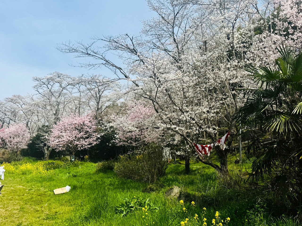 2025年3年29日（土）ダイアリー